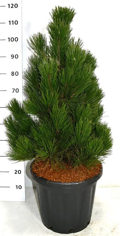 Pinus heldreichii 'Little Dracula', D 38