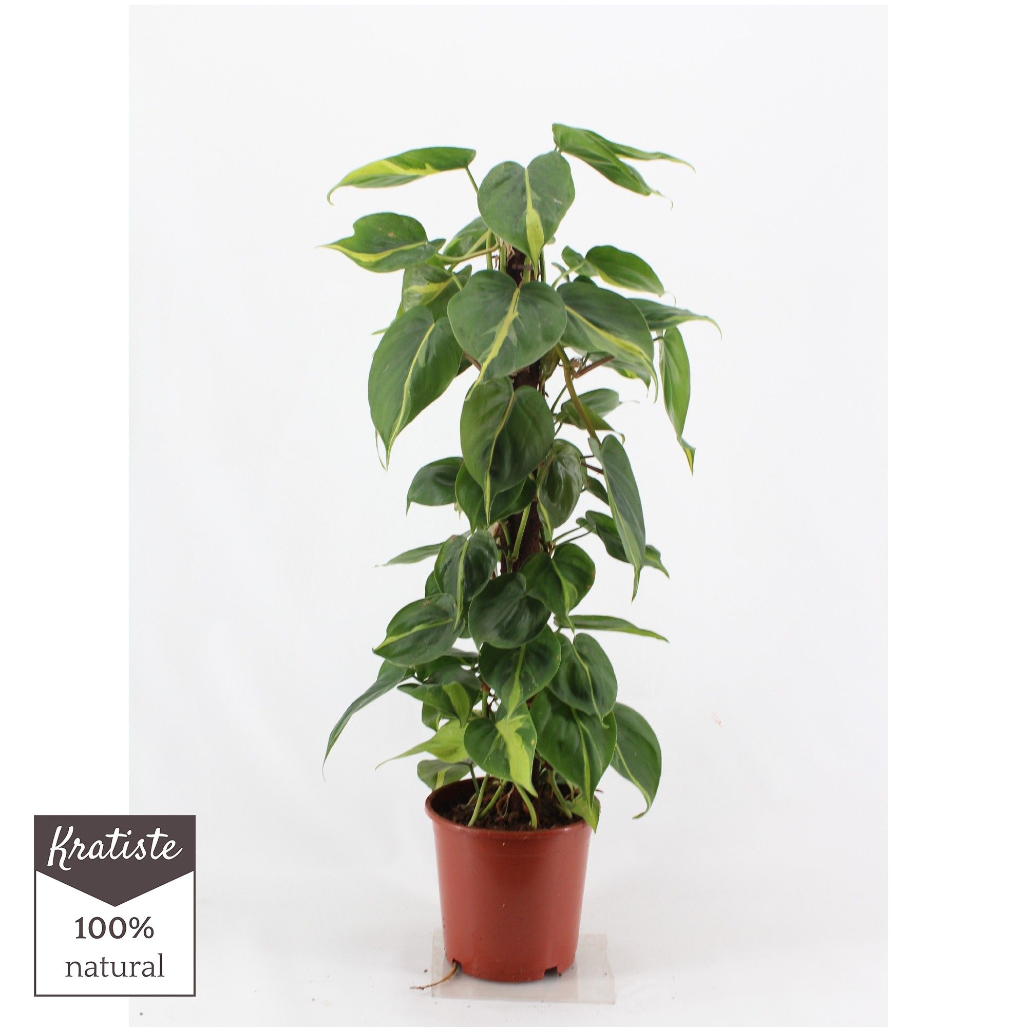philodendron brasil kratiste klimstok 80cm, D 19