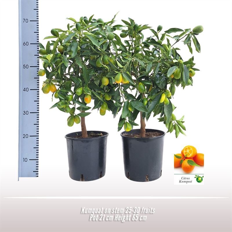 Kumquat op stam, D 21