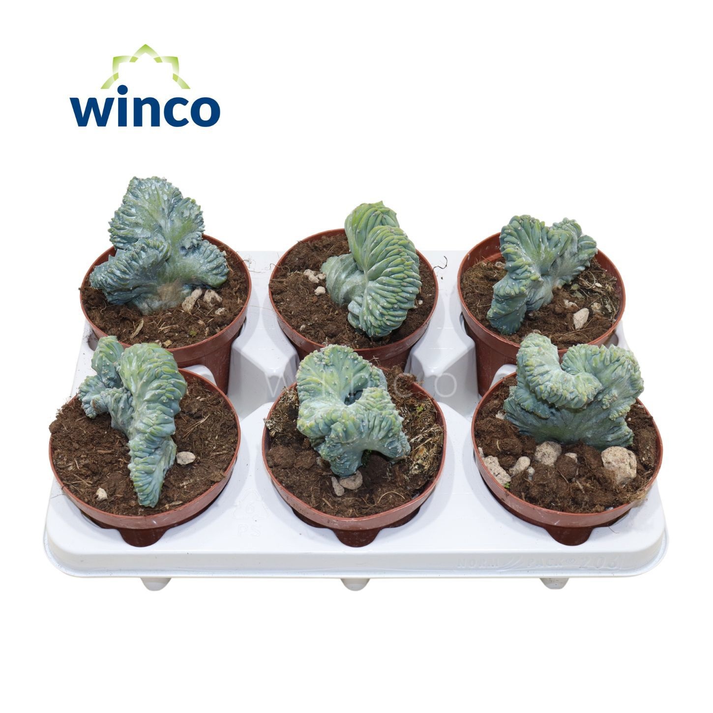 Myrtillocactus Geometrizans Cristata, D 12