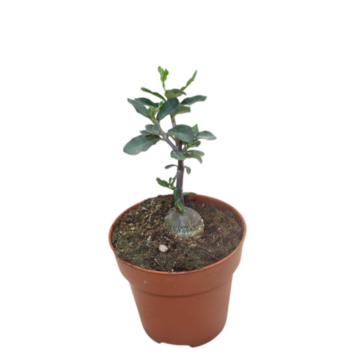 Fockea Edulis, D 8,5