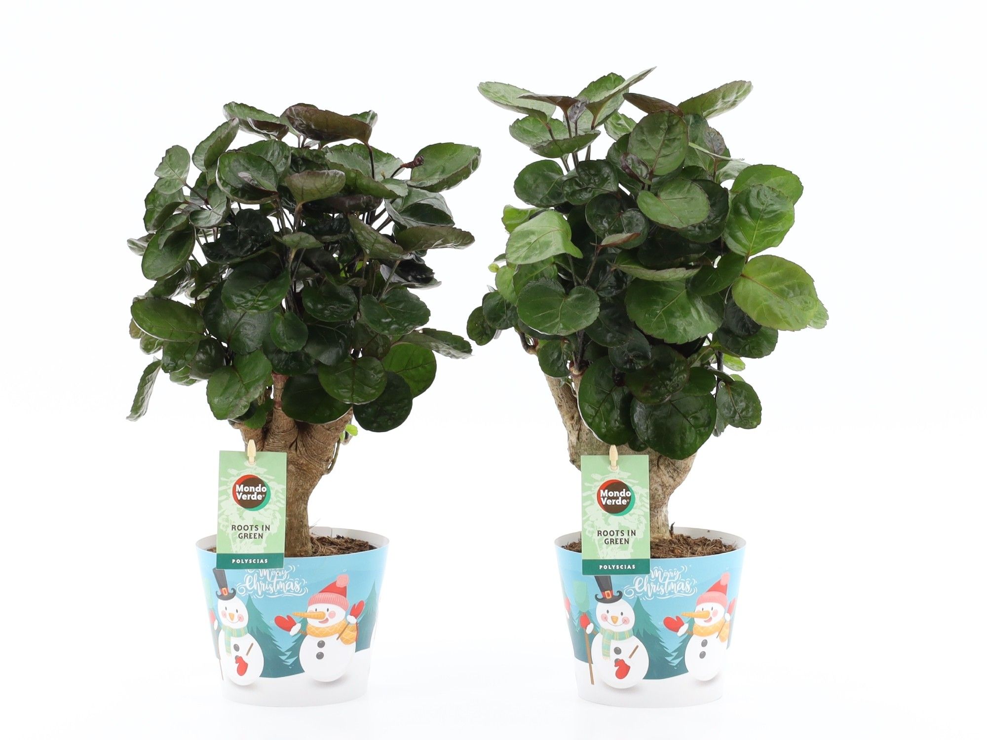 Polyscias Fabian in Potcover Snowman, D 12 cm Polyscias Fabian in Potcover Snowman, D 12 cm