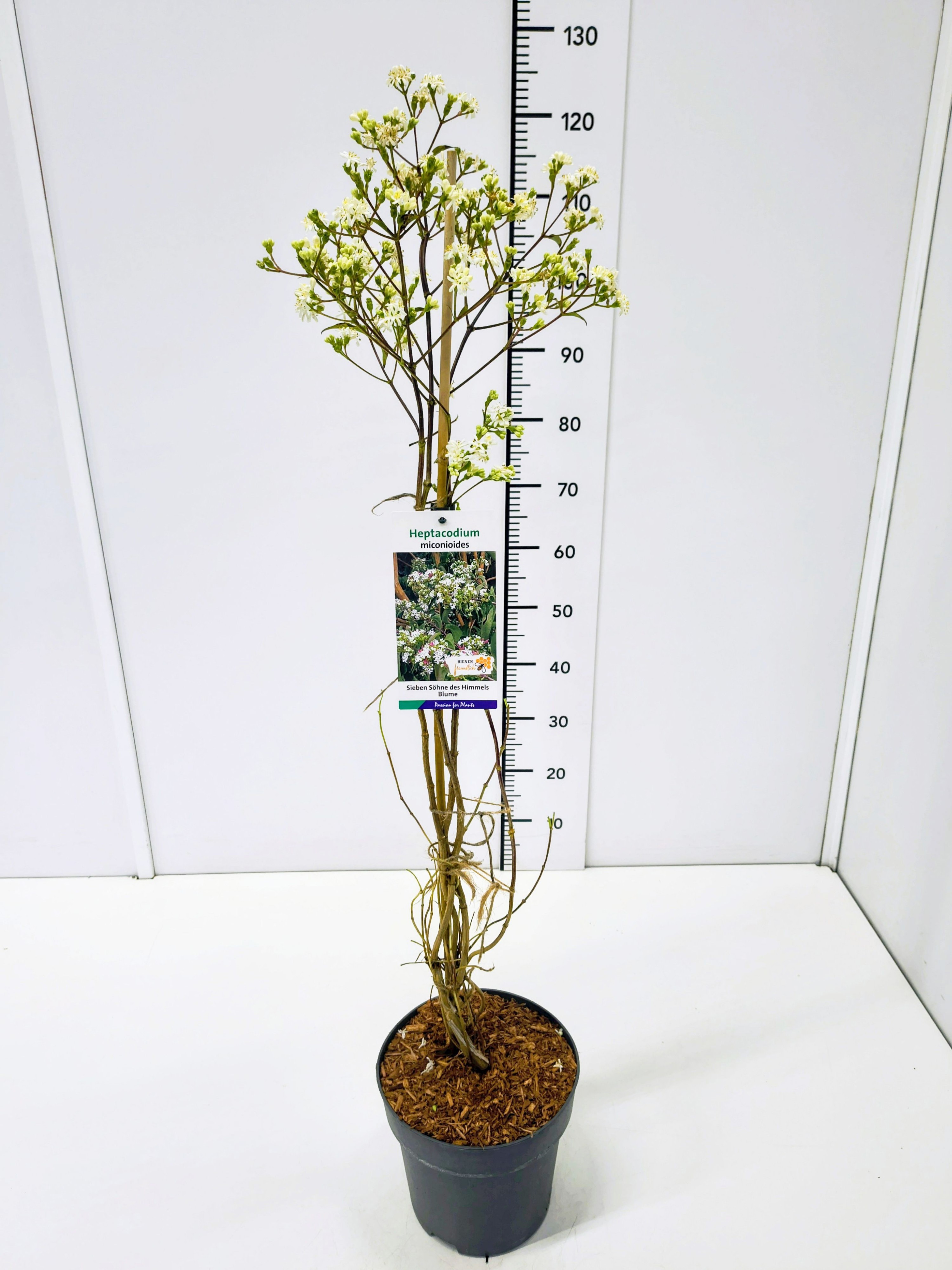 Heptacodium miconioides 80-100C5, D 23