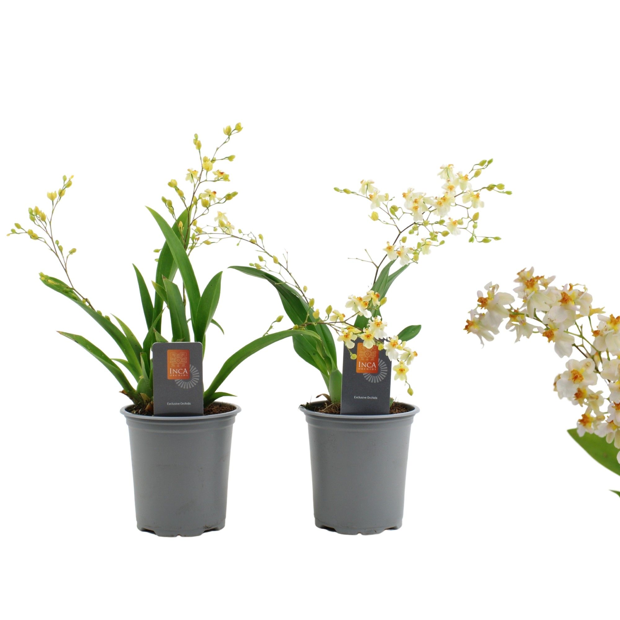 Inca Oncidium Twinkle 2-3 spike 9 cm, D 9
