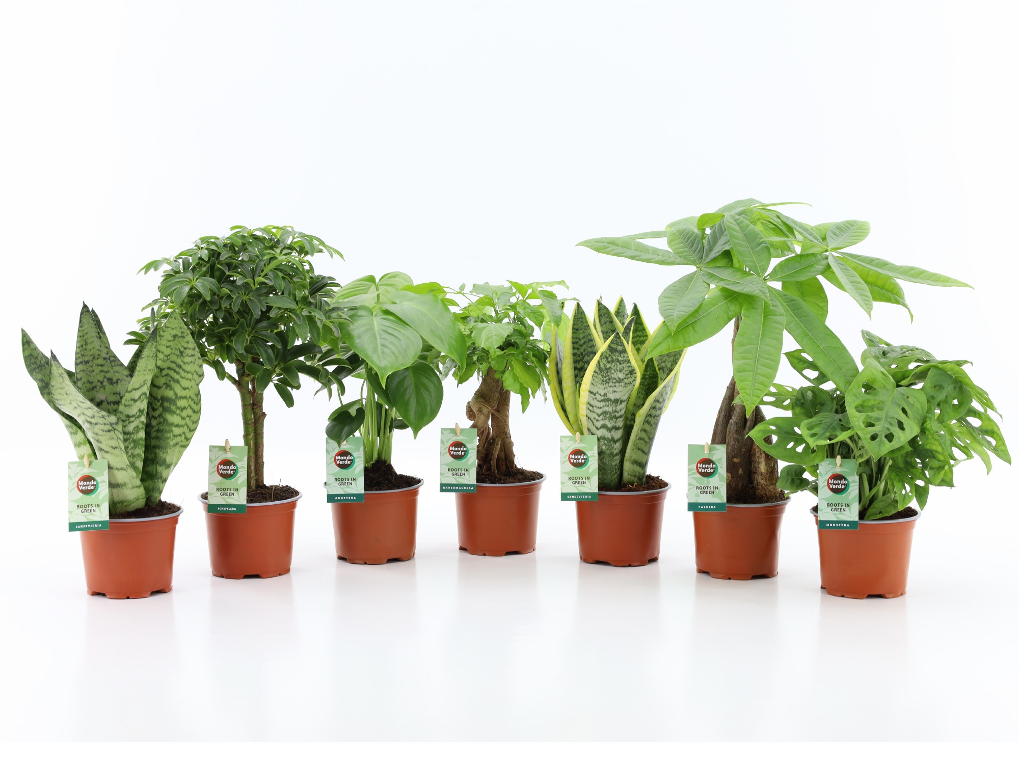 Easy to Care Mix, D 12