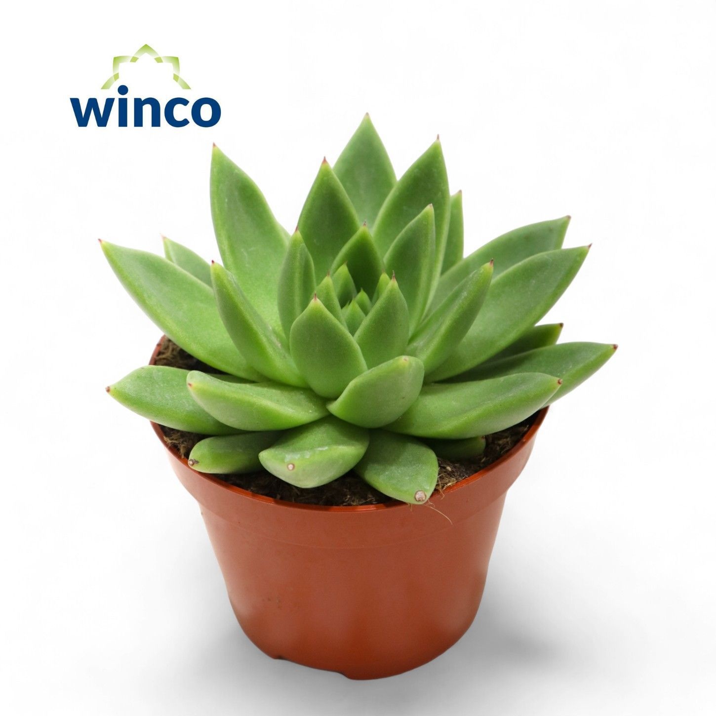 Echeveria Miranda, D 10,5