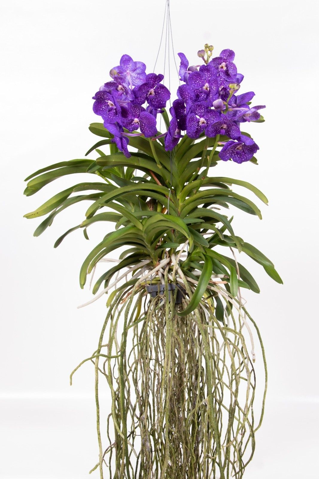 Vanda Tweed Blue Motherplant XL, D 40 cm