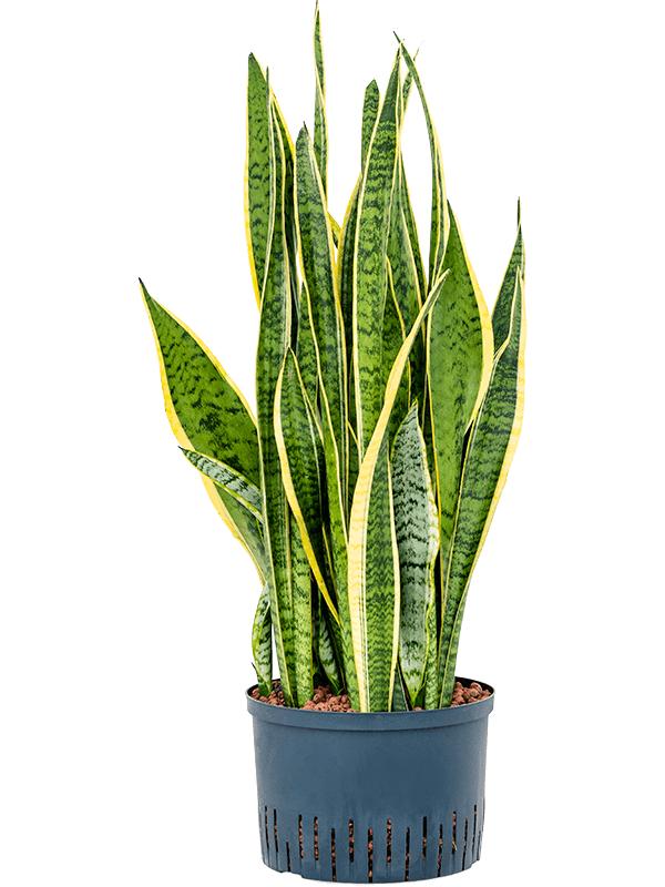 Sansevieria trifasciata 'Laurentii', D 25 cm