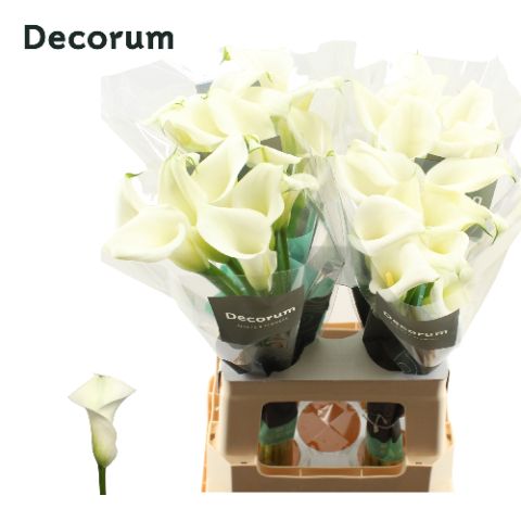 Калла Кристал Блаш 65, шт.