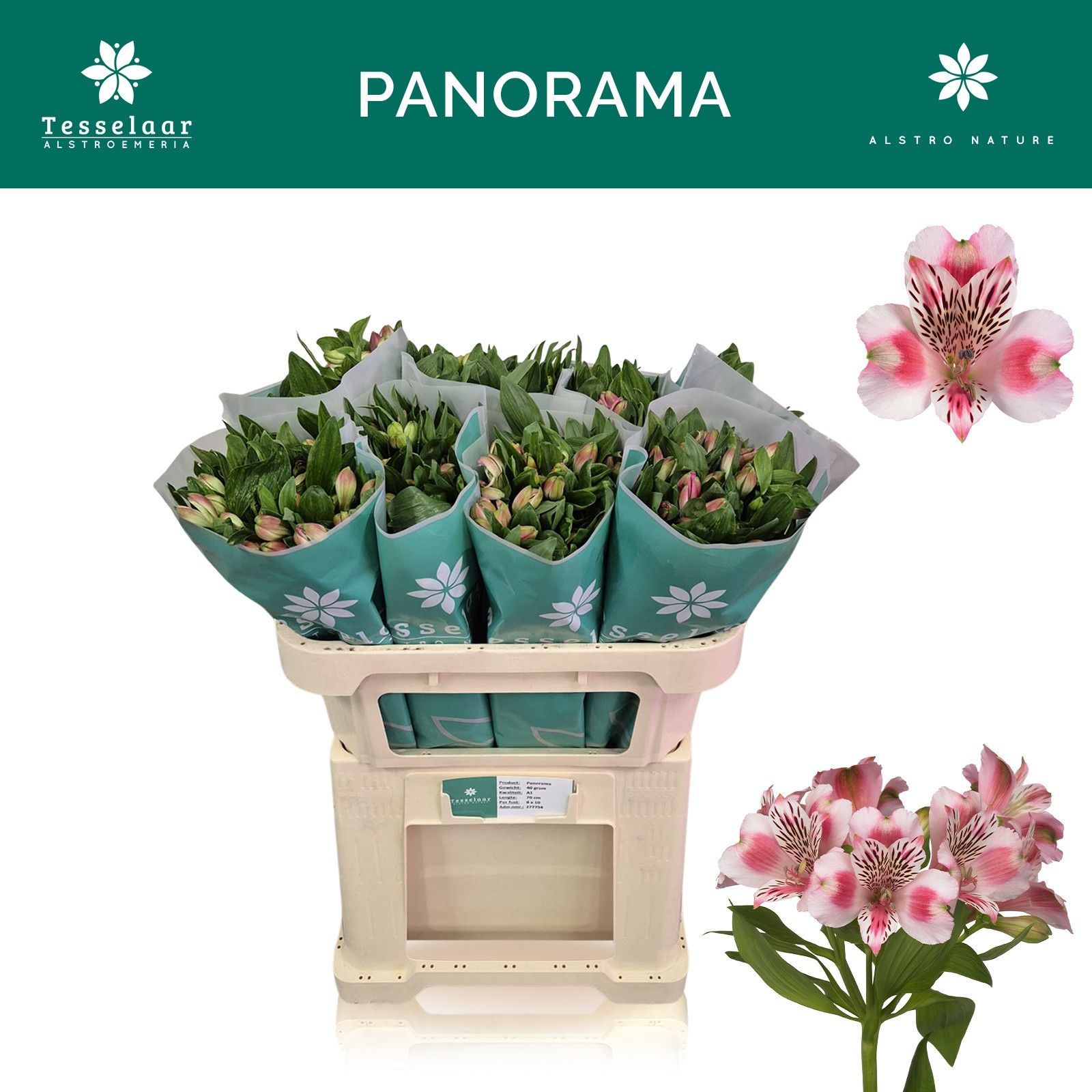 Альстромерия Панорама, шт.