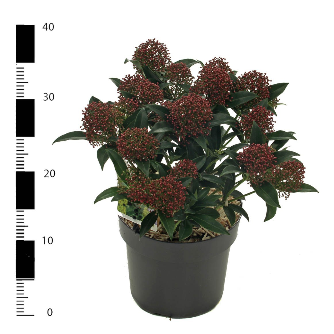 Skimmia jap. 'Marlot'', D 17