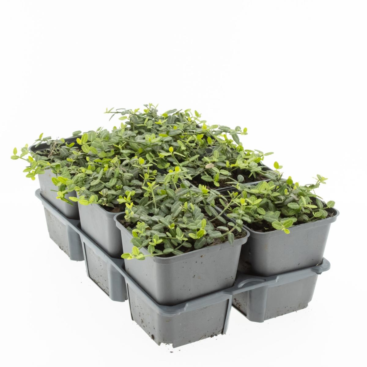 Euonymus fort. 'Minimus', D 9