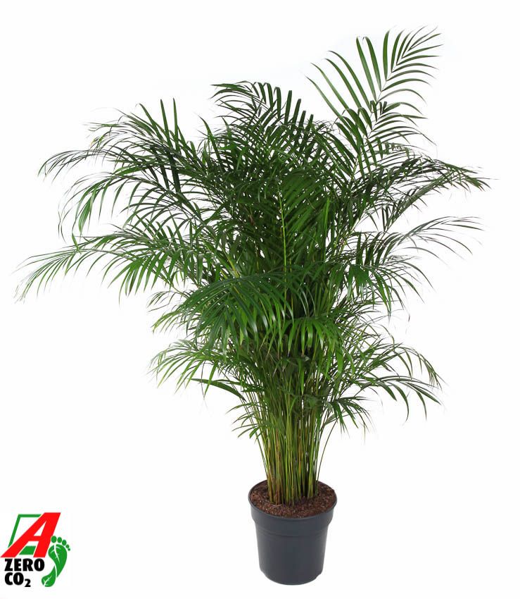 Dypsis Lutescens(Areca) P31-150, D 31