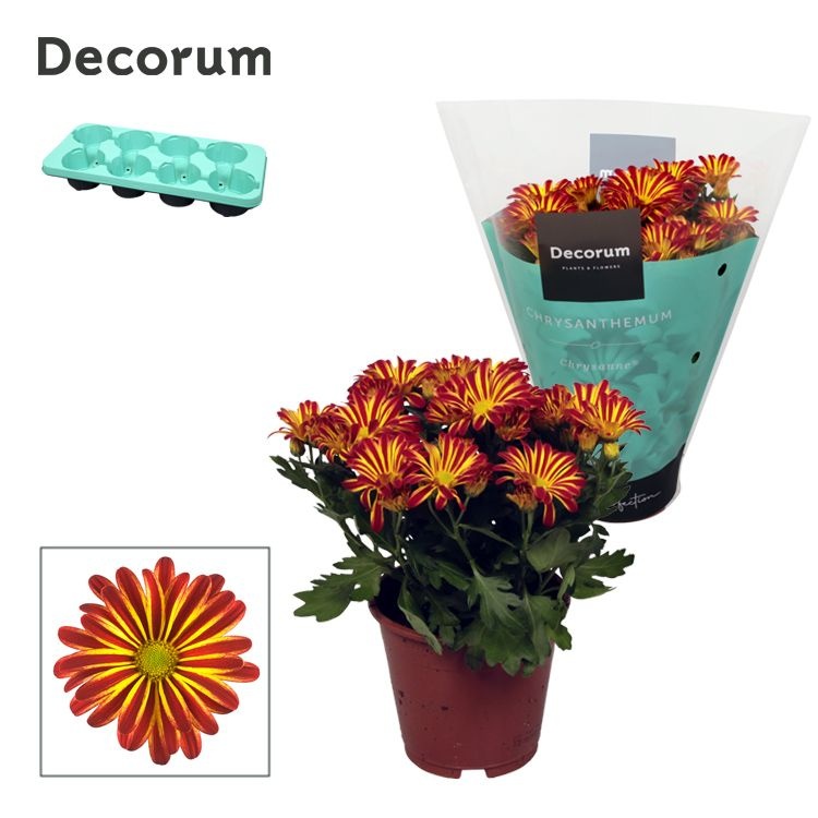 Chrysanne® Margarita Bicolor 'Flame', D 13 cm Chrysanne® Margarita Bicolor 'Flame', D 13 cm