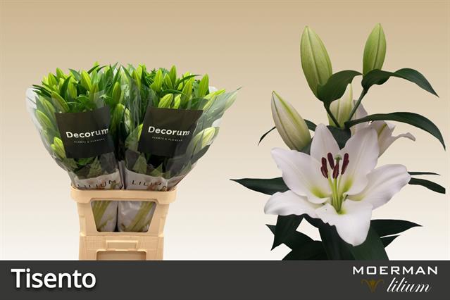 Лилия Тисенто 100, шт.