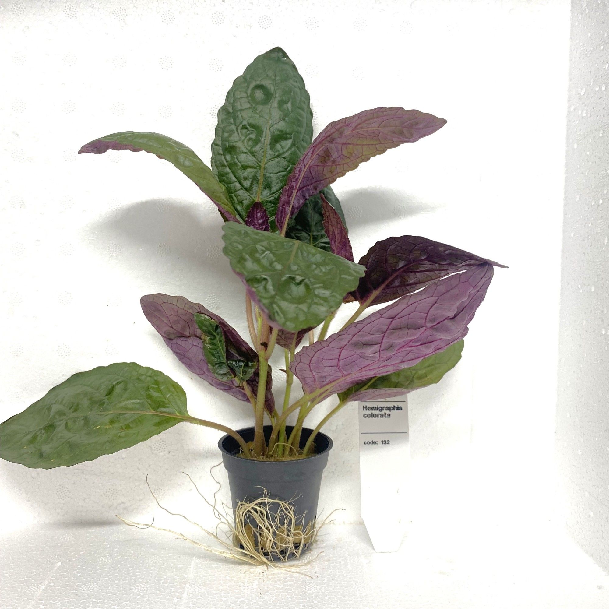 Hemifraphis colorata, D 5