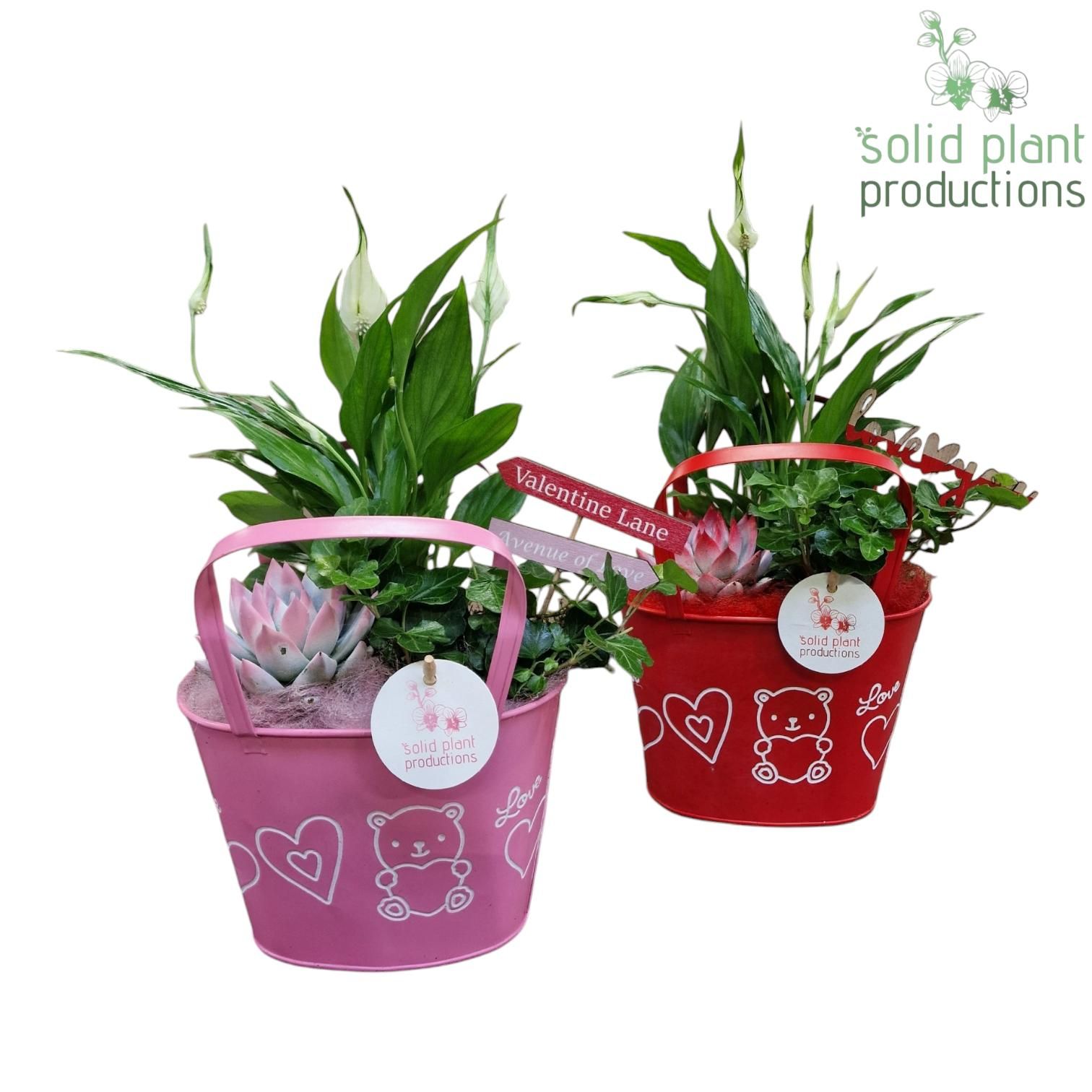 ZVS002 Sandra Red/Pink, D 19