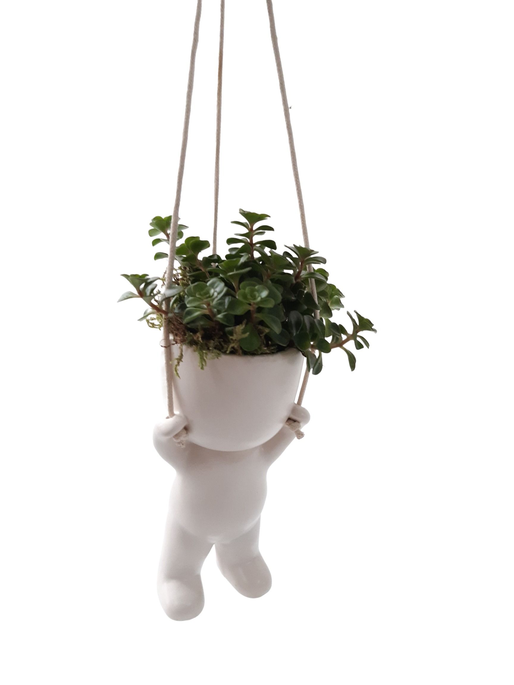 CLH15TOR Hang Chillings H15 Sedum Tornado, D 6