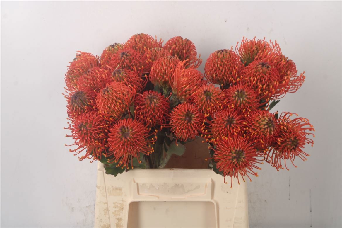 Нутанс Санрайз 40, шт.