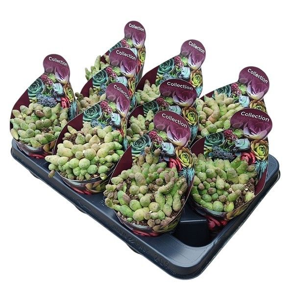 PIARANTHUS GLOBOSUS- POT Ø 10,5 - COLLECTION WITH POTCOVER (SUCCULENTEN), D 10,5
