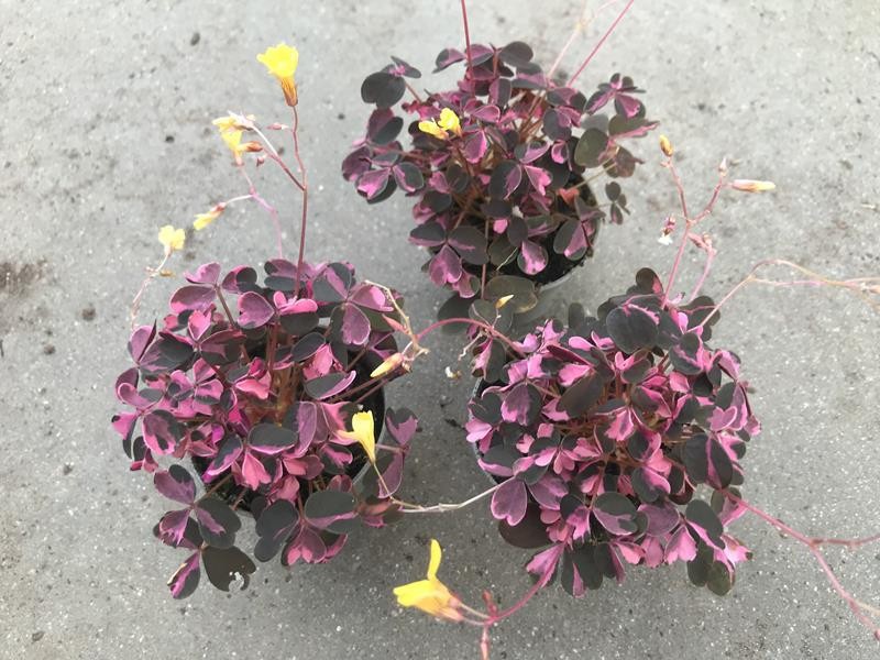 OXALIS VULCANICOLA 'Crazy Plum', D 6 cm