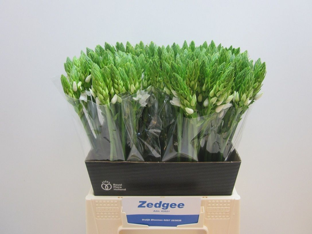 Орнитогалум Тирсоидес 45, шт.