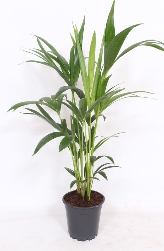 Howea forsteriana 4 per pot, D 17 cm