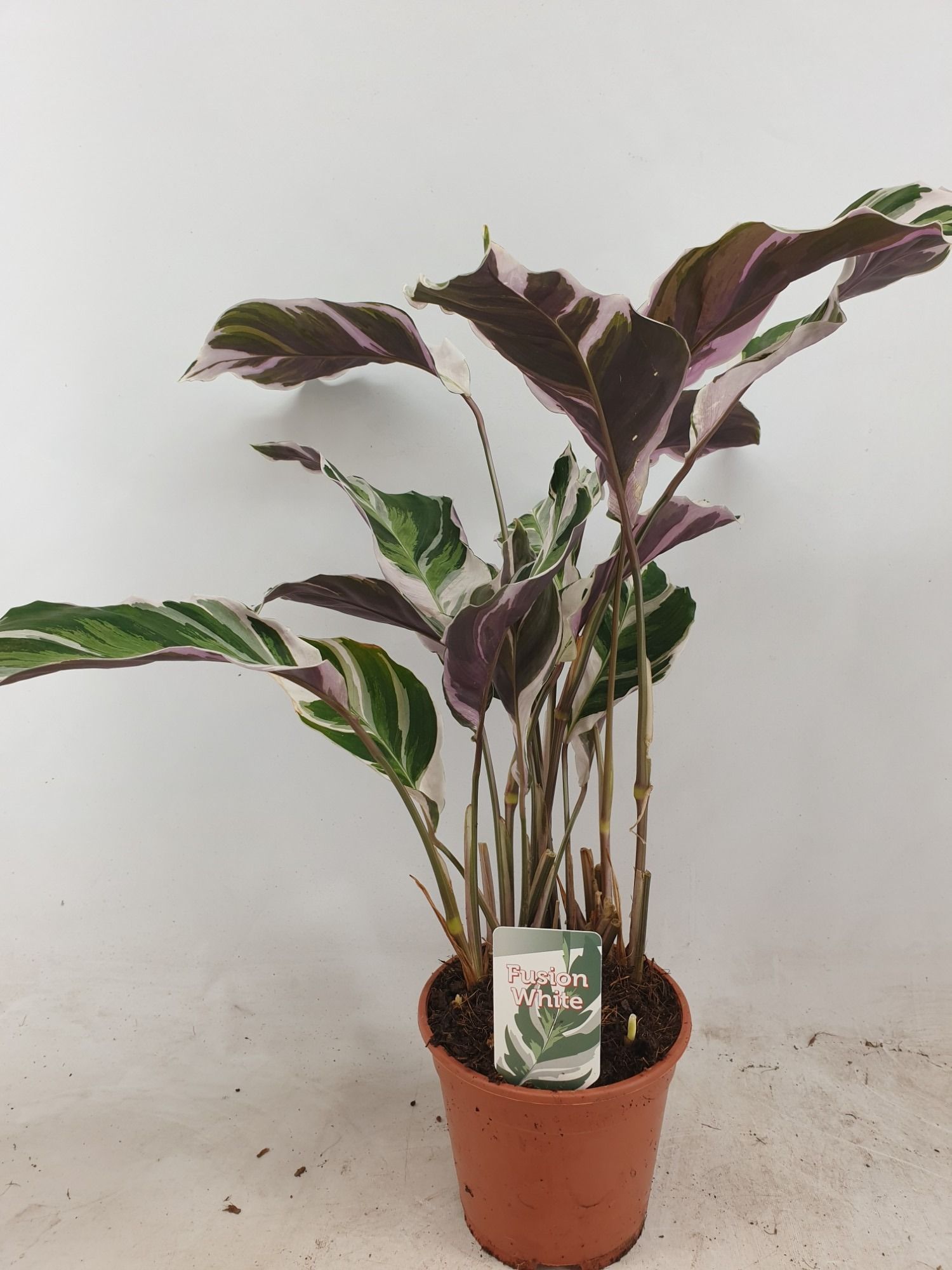 Calathea Fusion White basic, D 14