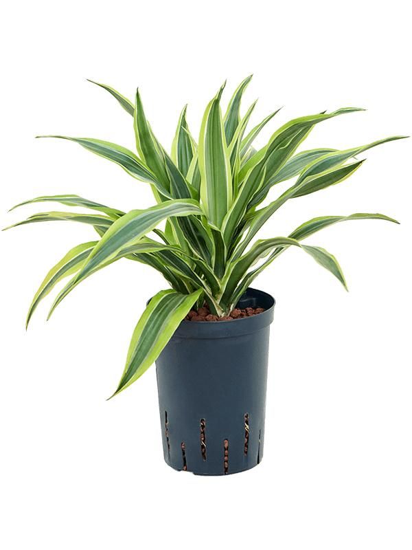 Dracaena fragrans 'Lemon Lime', D 15