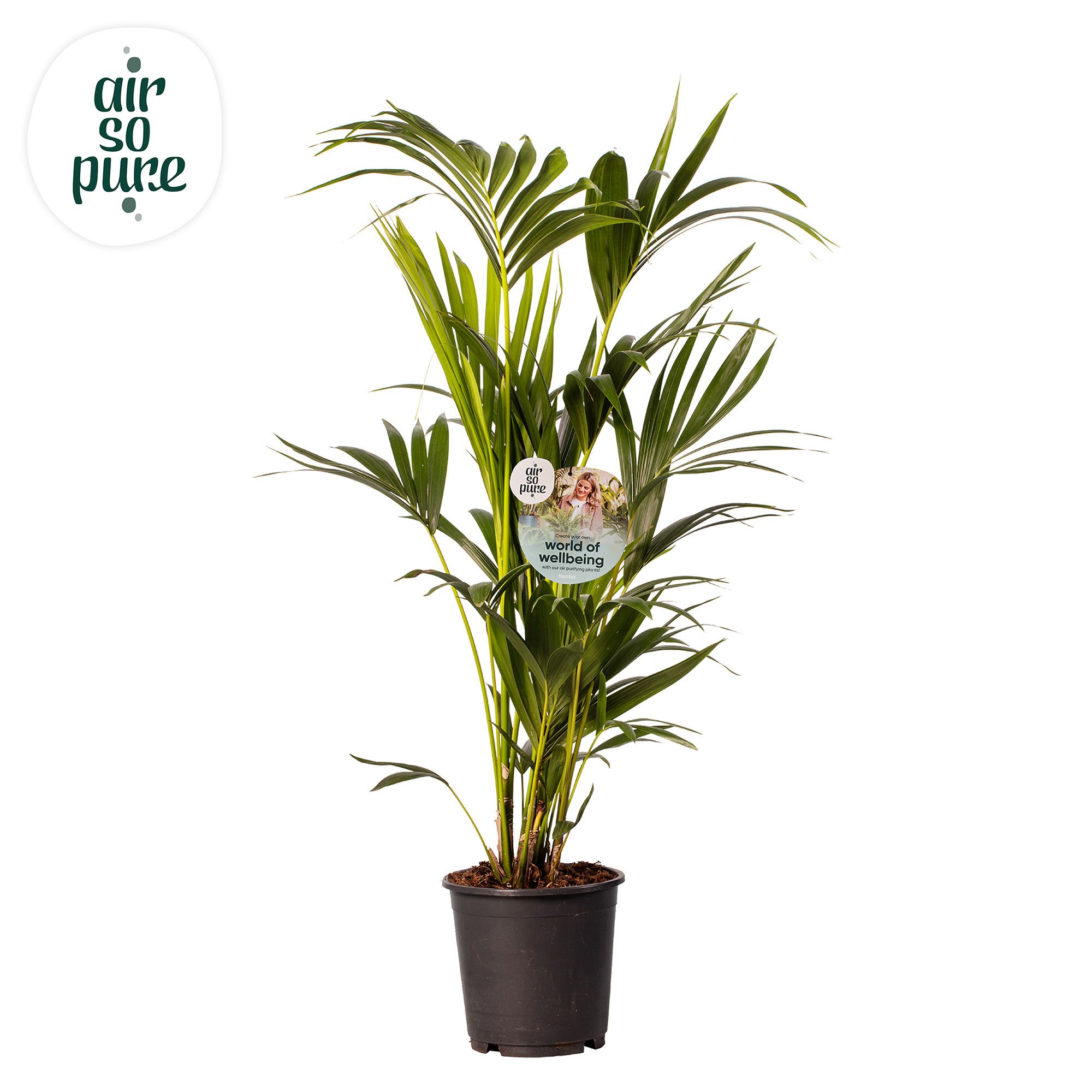 KENTIA - P24 H130 - 6PP - Air So Pure (Howea forsteriana), D 24