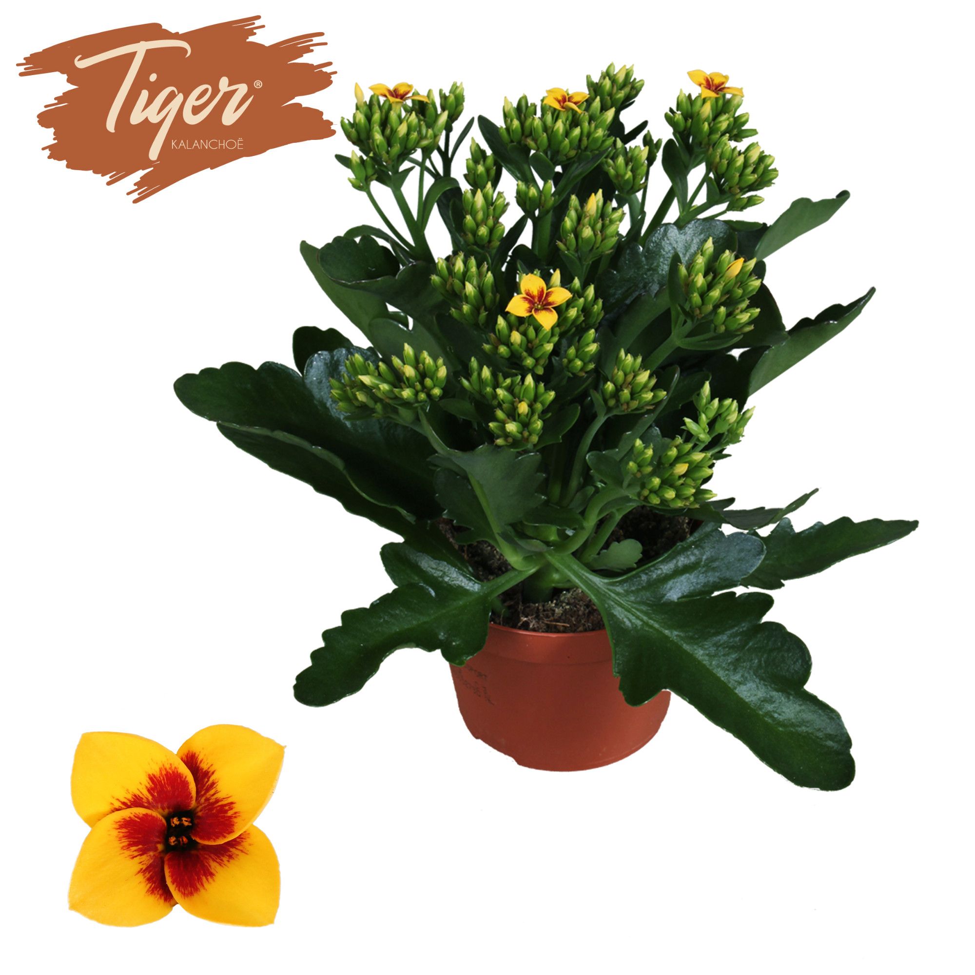 Kalanchoe Tiger - 10,5 cm Yellow, D 10,5 cm