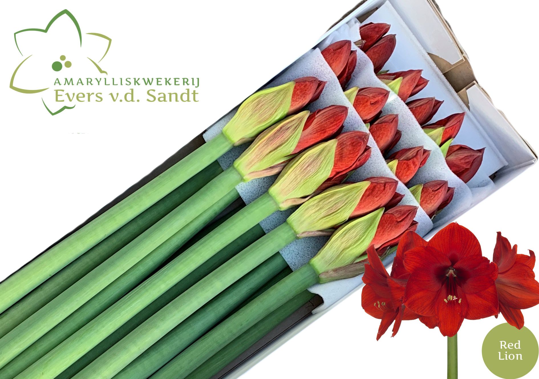 Амарилис Рэд Лион (красн.) x15, шт.