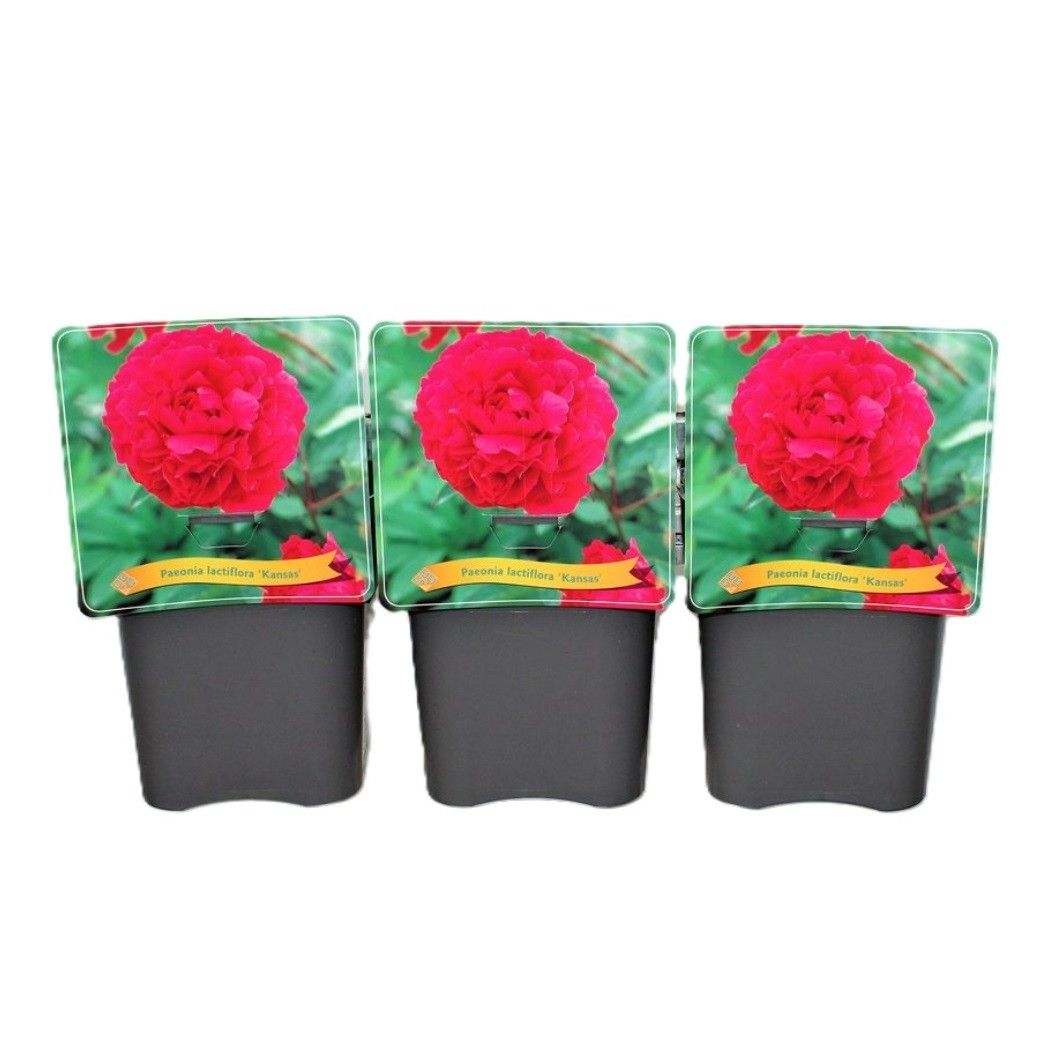 Paeonia Lactiflora 'Kansas' C5, D 21