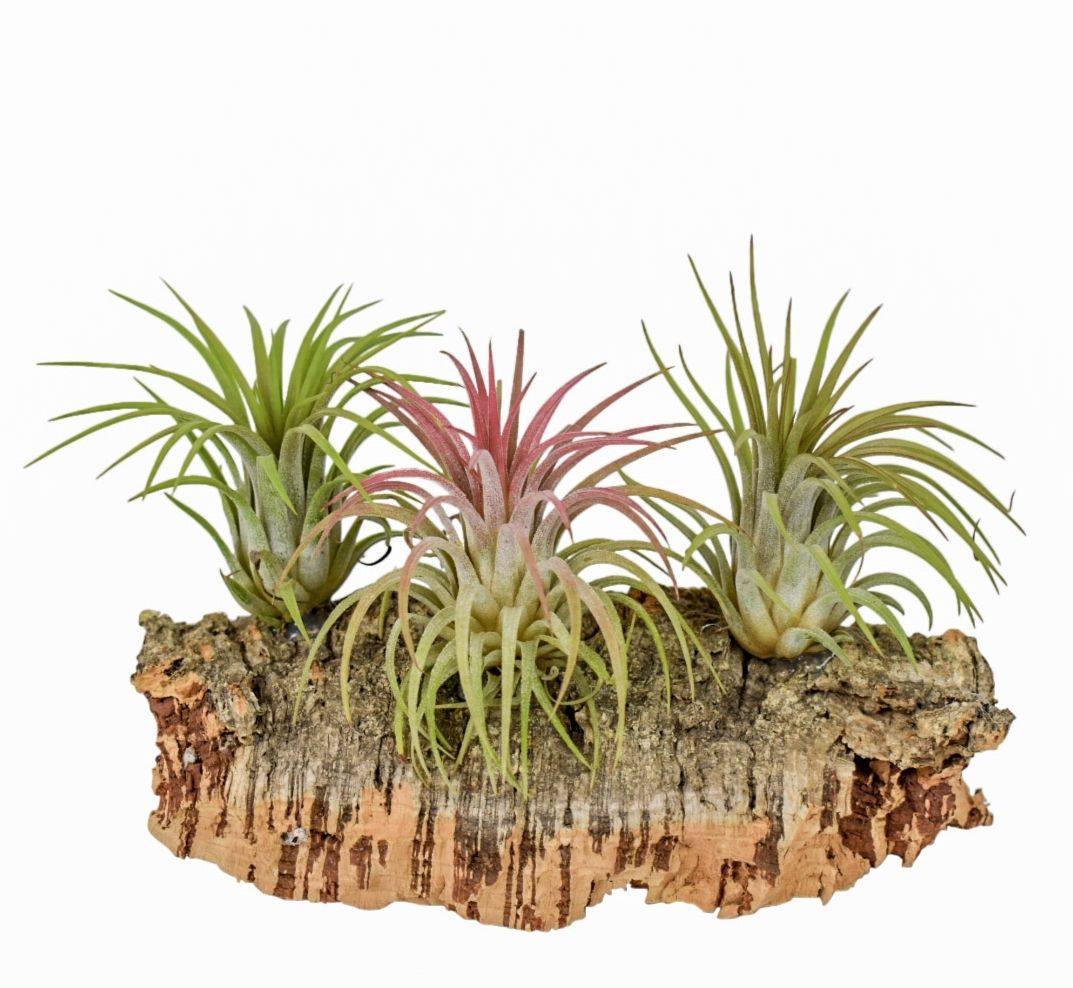 Tillandsia Kurkhout medium, D 12