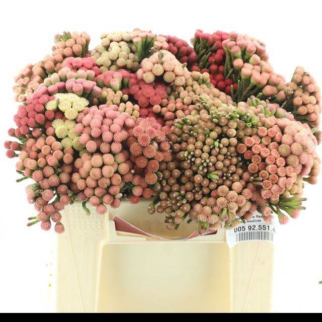 Бруния Лаевис Рэд 40, шт.