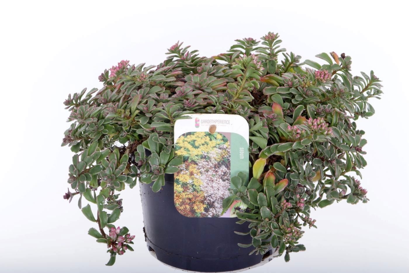 Sedum spurium Tricolor, D 17