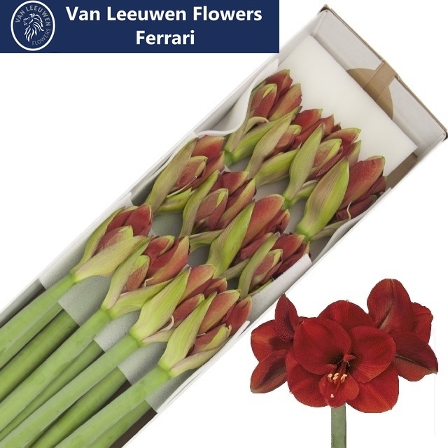 Амарилис Феррари (красн.) x12, шт.