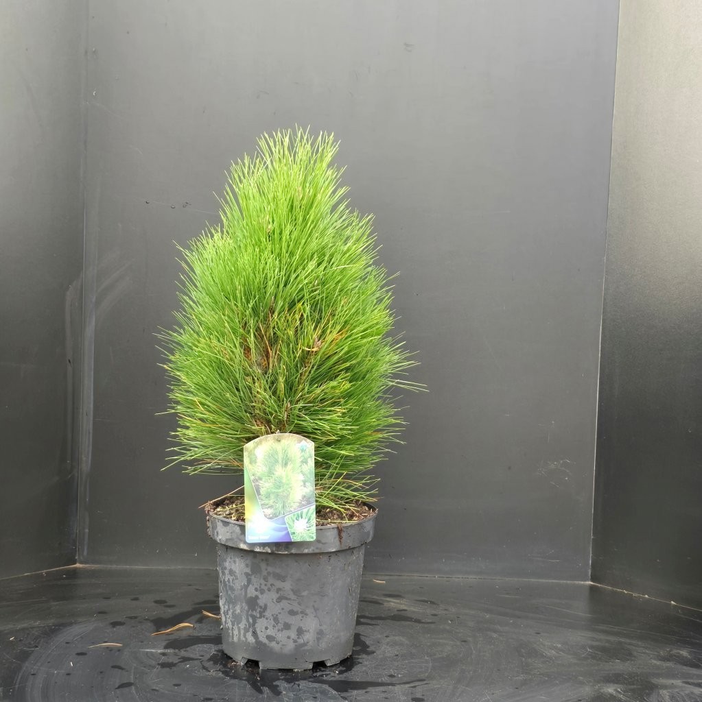 Pinus nigra Green Tower, D 26 cm
