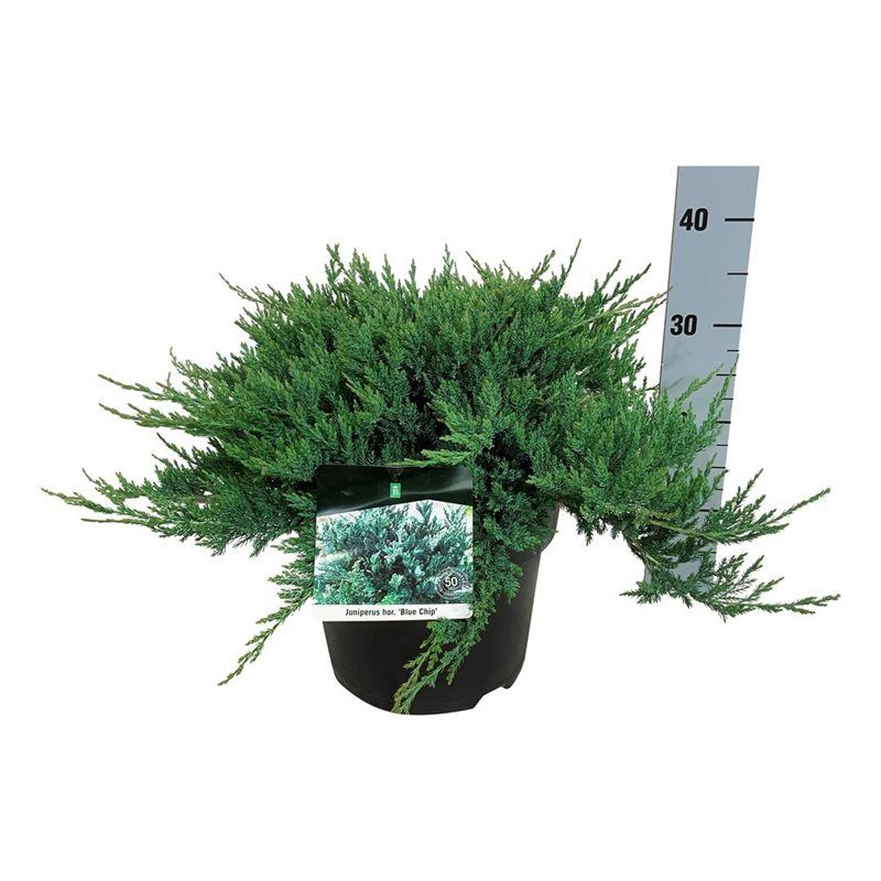 Juniperus hor. 'Blue Chip', D 24 cm