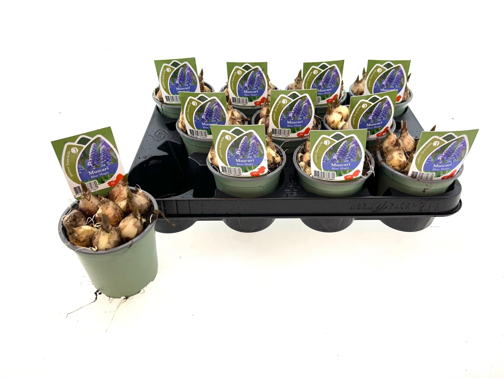 Muscari Blue Magic 10 cm, D 10