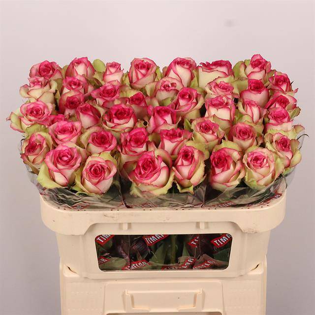 Роза од. Моник 70, шт.