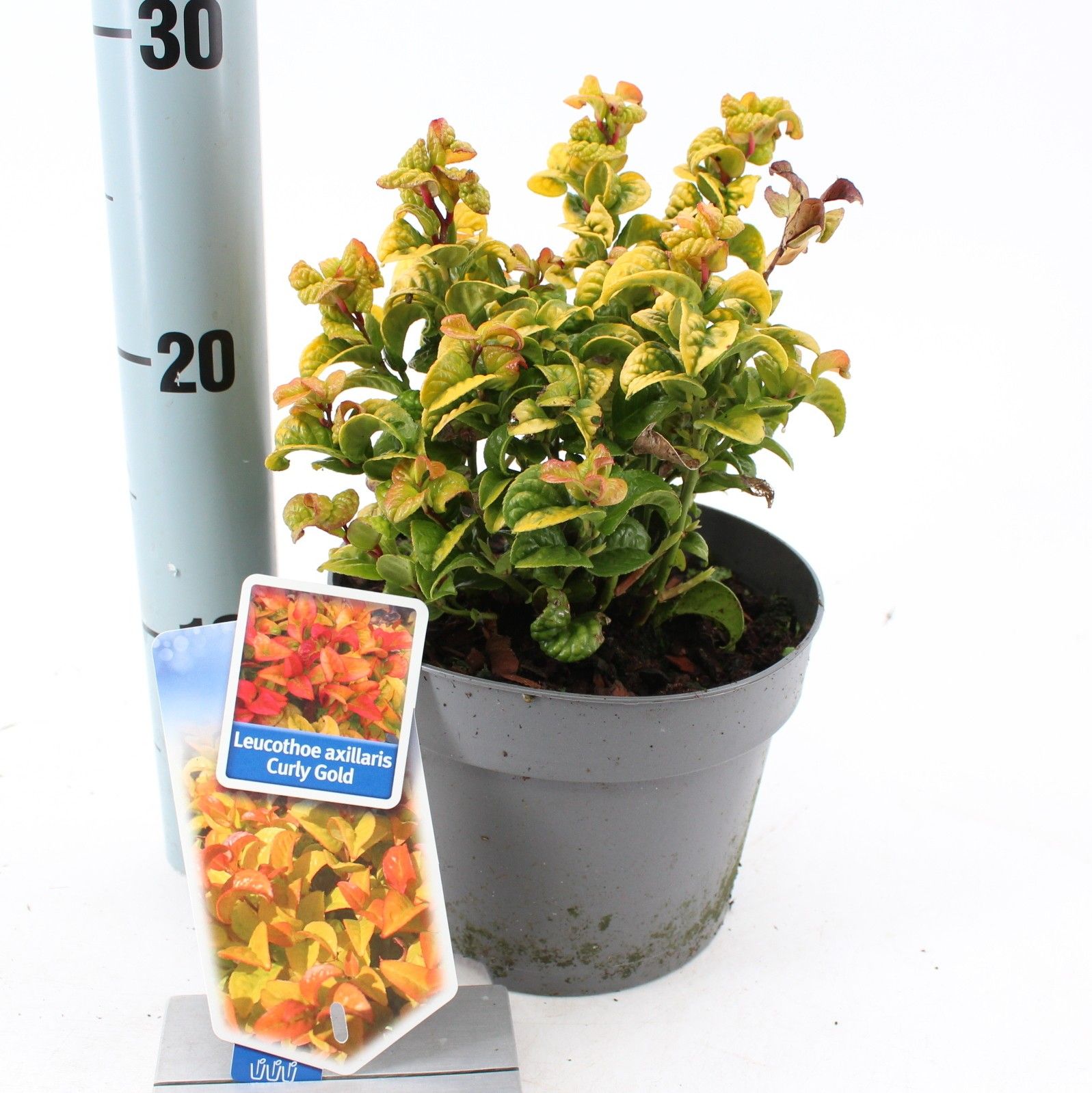 Leucothoe axillaris ‘Curly Gold’ PBR, D 17
