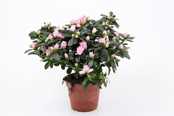 RHODODENDRON SIMSII 'TERRA NOVA', D 14