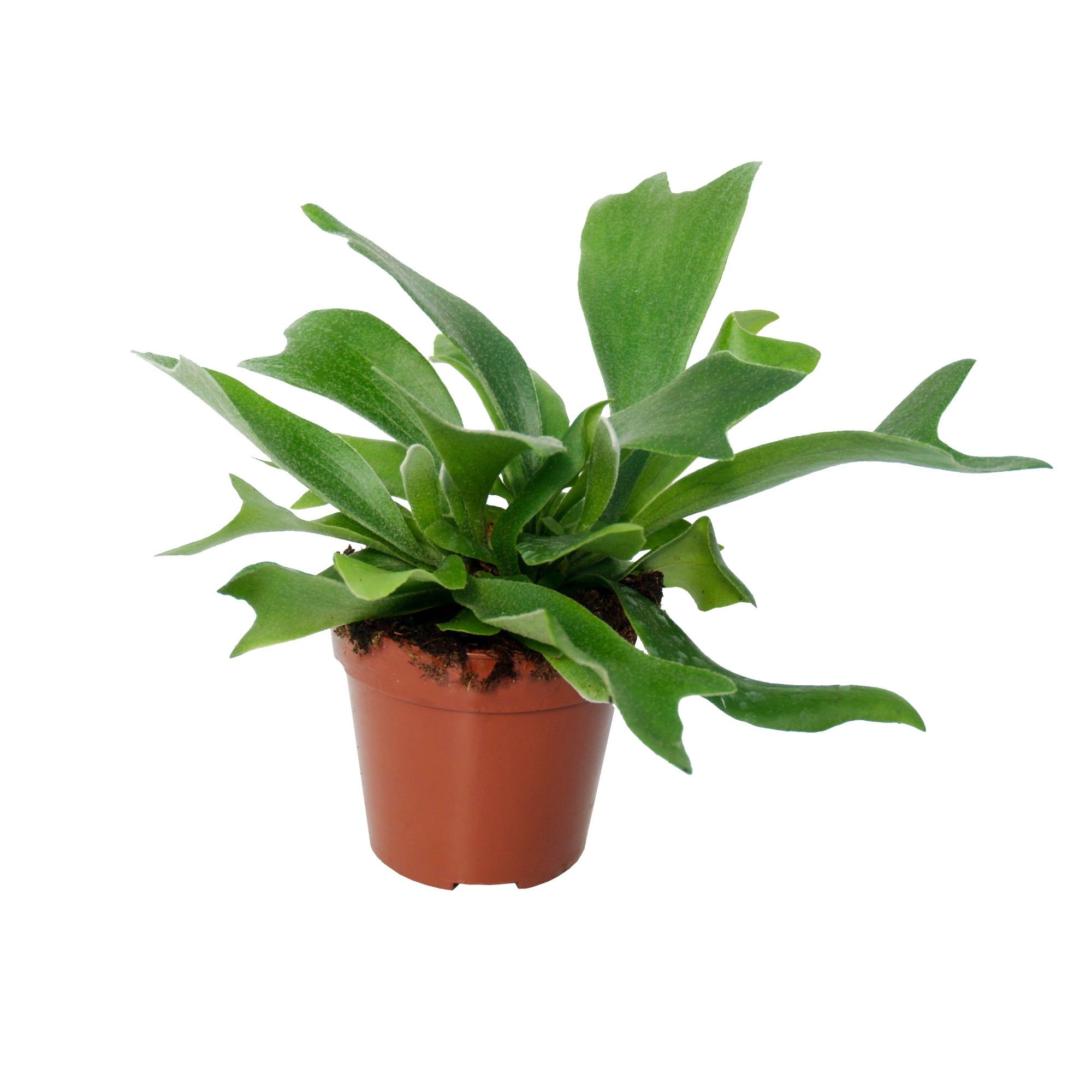 Platycerium Alcicorne (Hertshoorn), D 12