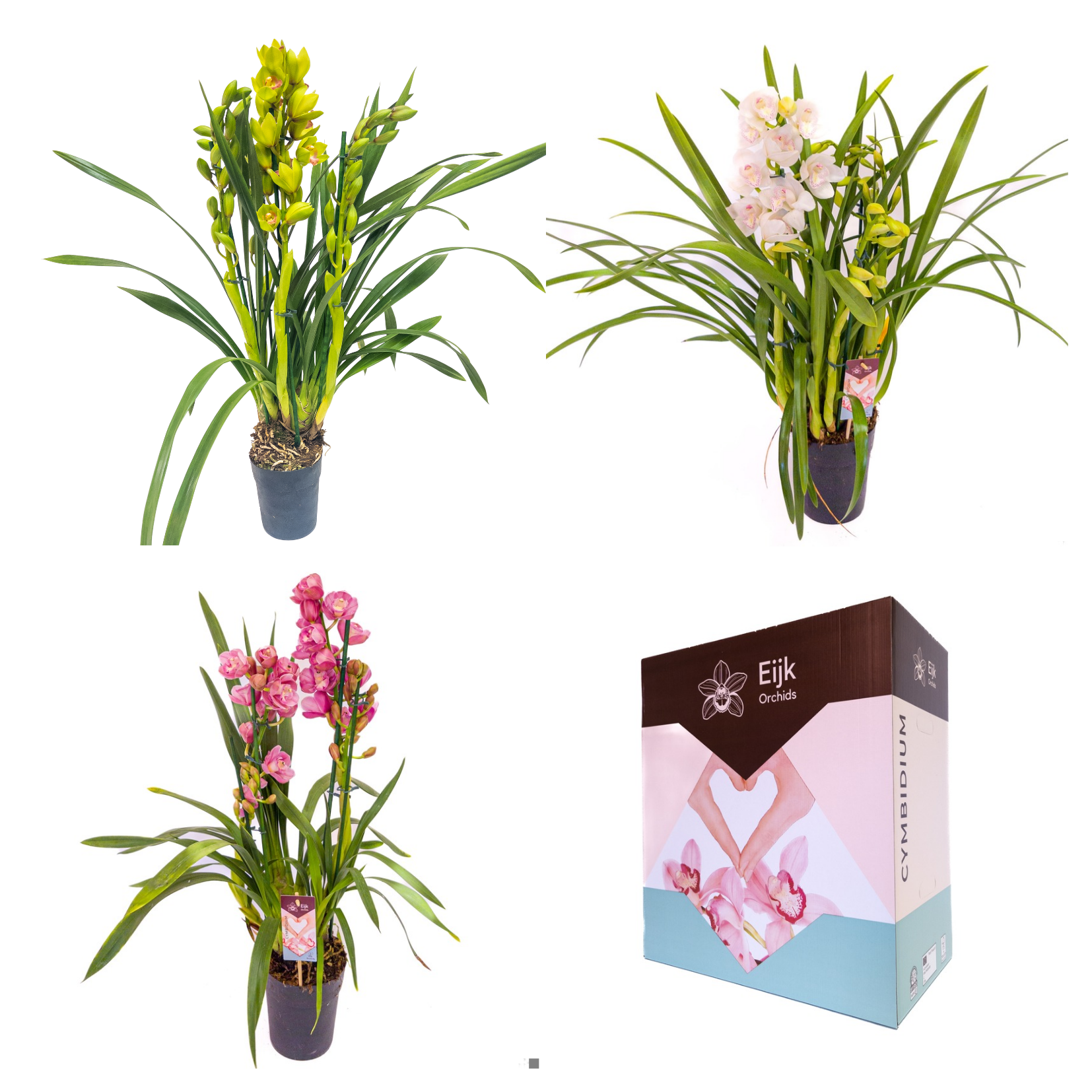 2 tak cymbidium mix, D 14