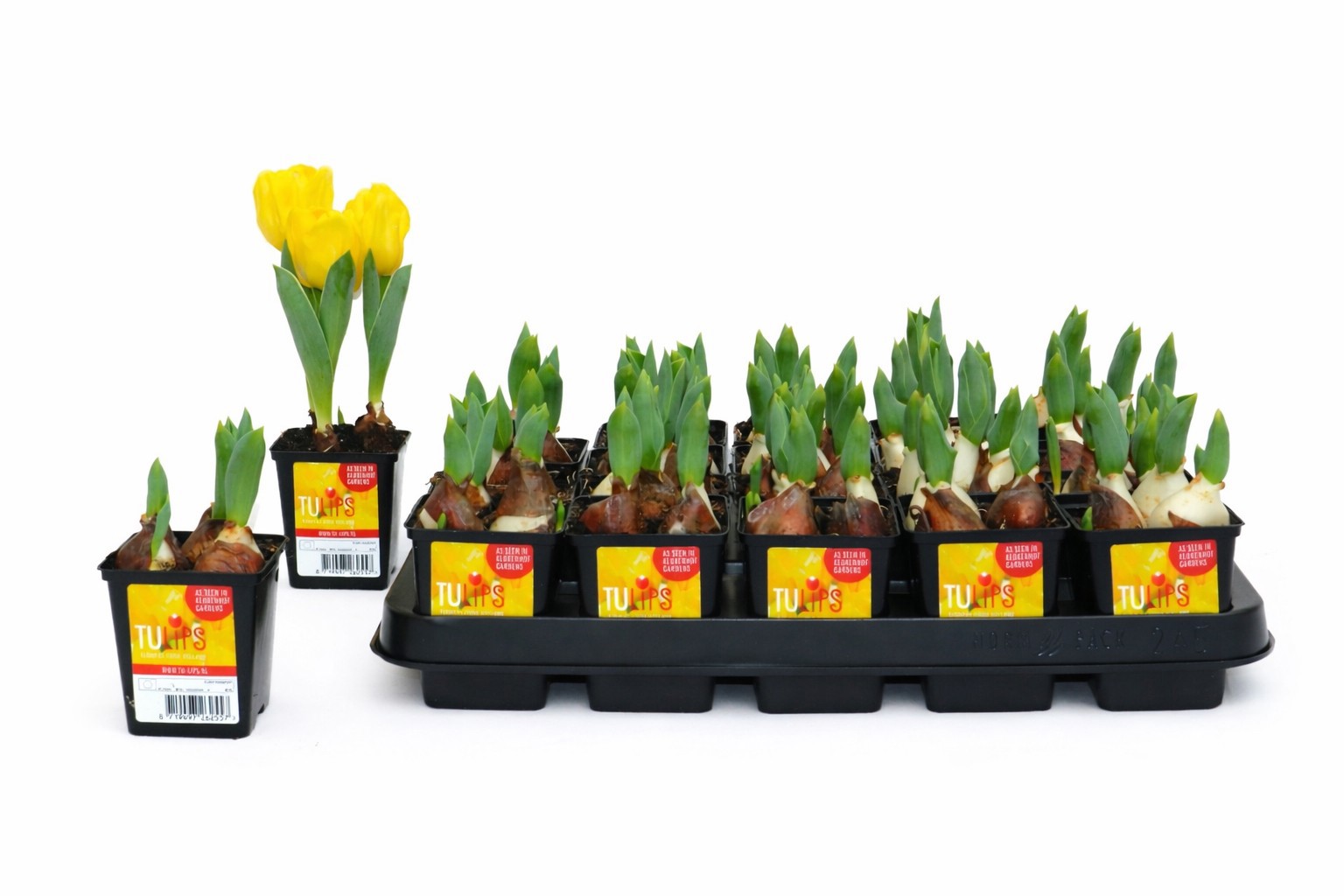 Tulp Yellow Baby 7 cm, D 7