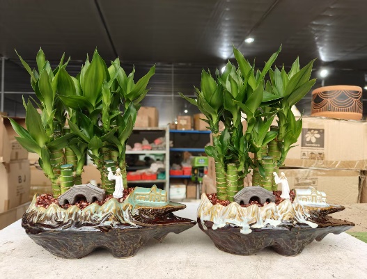 драцена сандериана Прелуде то Вотер Мелодй 18方盆瓷盆 18 28