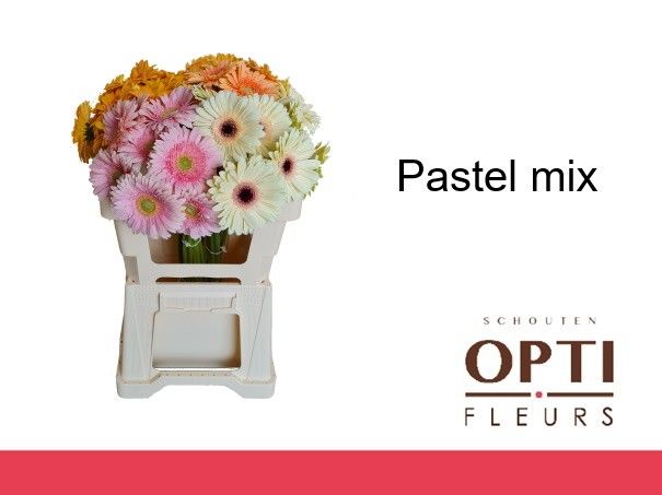 Гербера Овериг, шт.