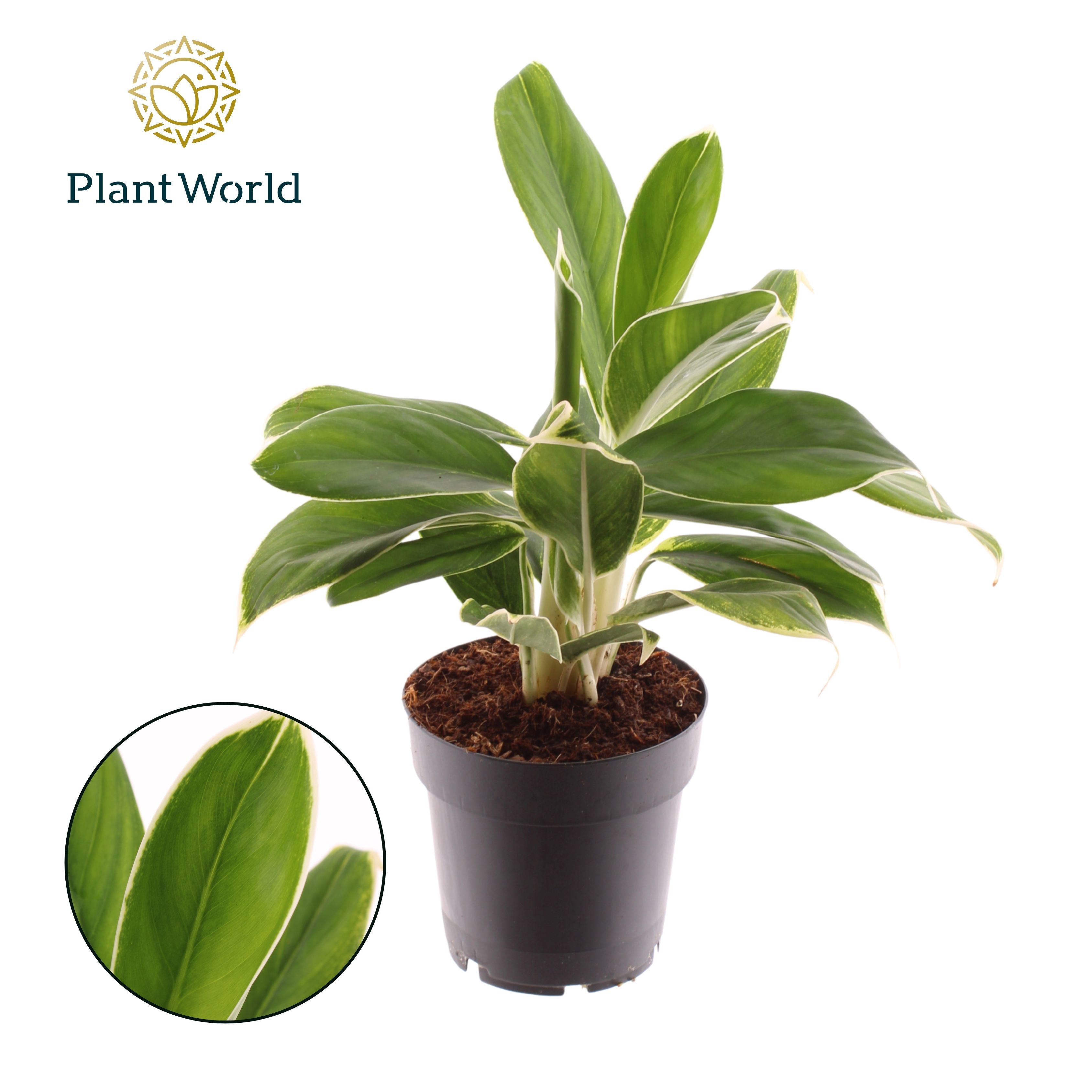 Aglaonema White Lime, D 14 cm Aglaonema White Lime, D 14 cm