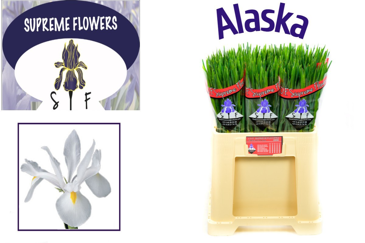 Ирис Аляска, шт.